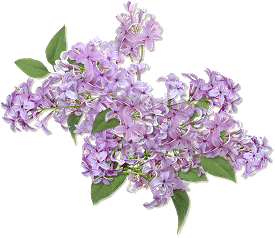 flowers-their-meanings-valentine-s-day-lilac-clip-art-275_238
